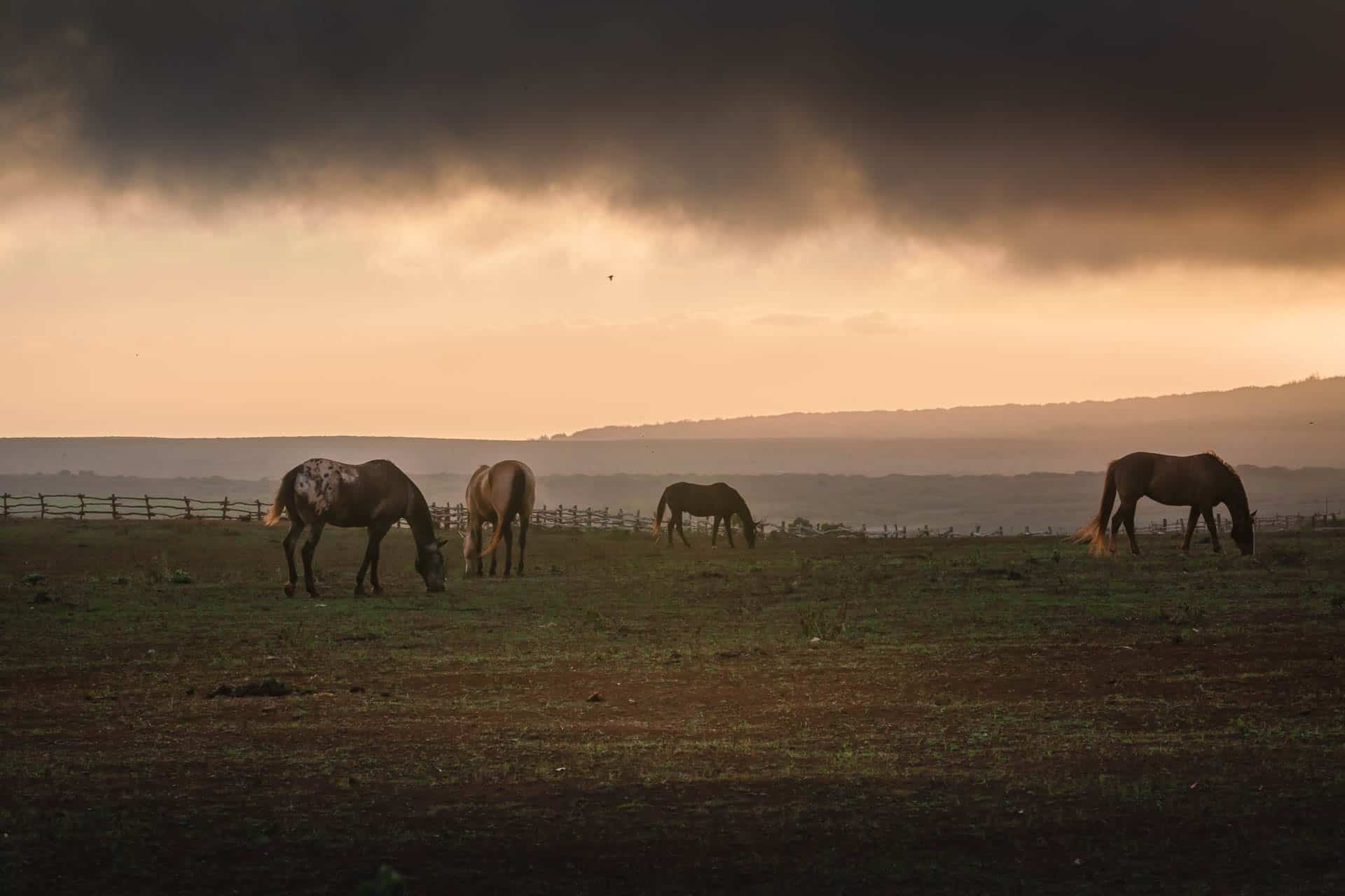 what to do on lanai - horses at stables 