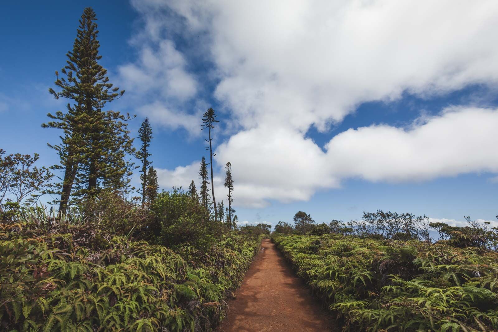 Learn about Lanai