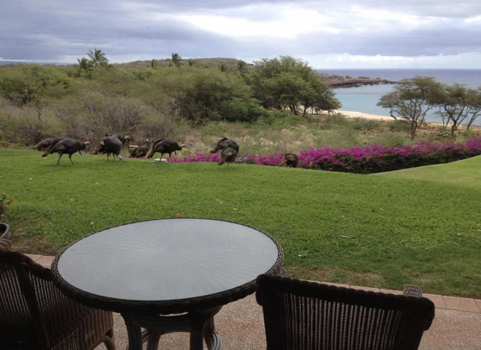 view of Hulopoe Bay from Four Seasons Lanai