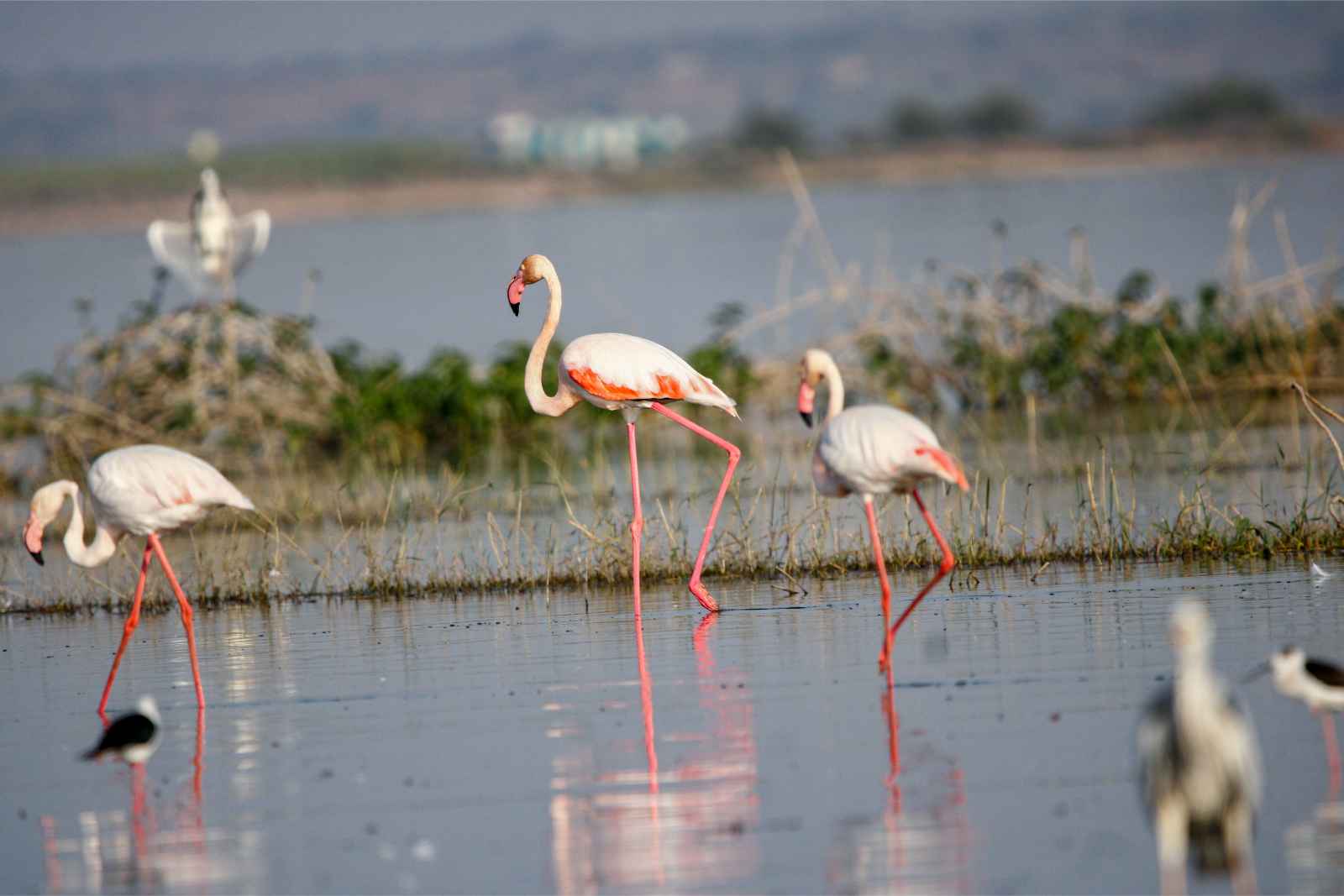 Best Things To Do in Aruba Bubali Bird Sanctuary