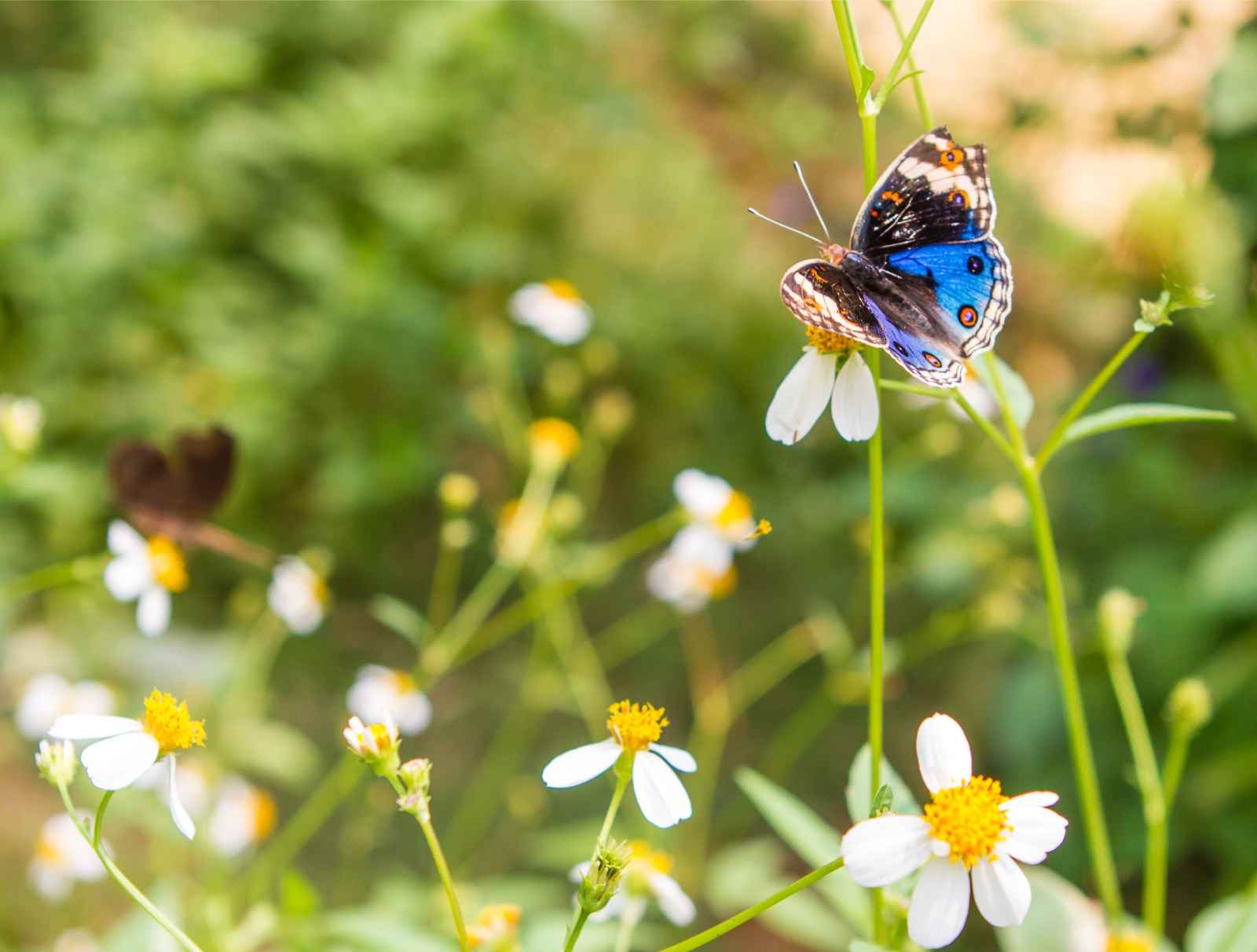 Best Things To Do in Aruba Butterfly Farm