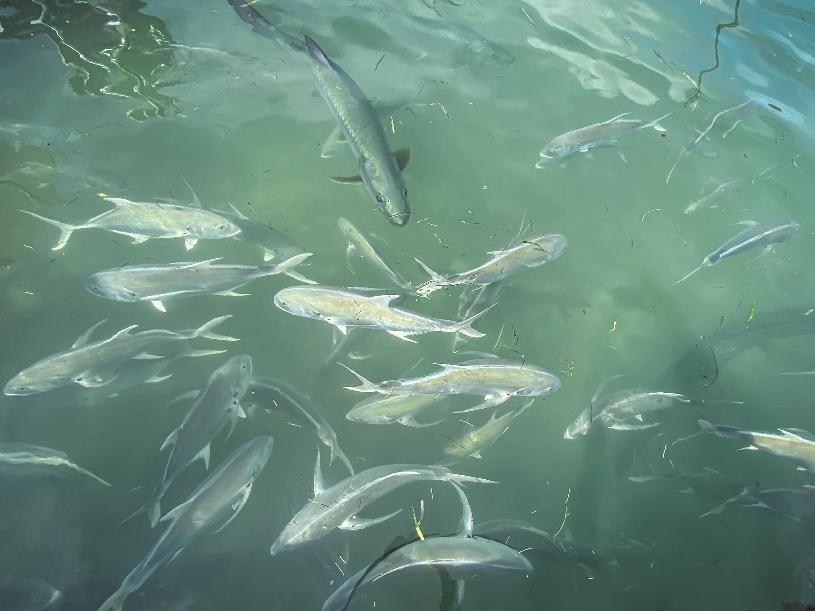 Feed the Tarpon in Caye Caulker Belize