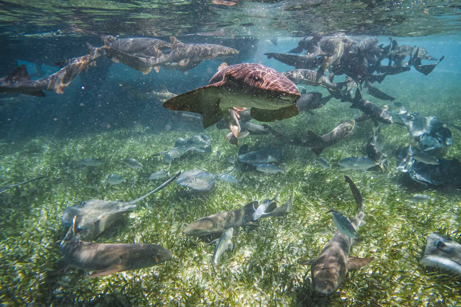 Sharks at Shark Ray alley outside of Caye Caulker Belize