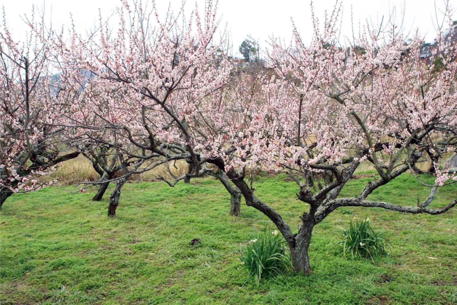 Best Things to do in Osaka Cherry Blossoms