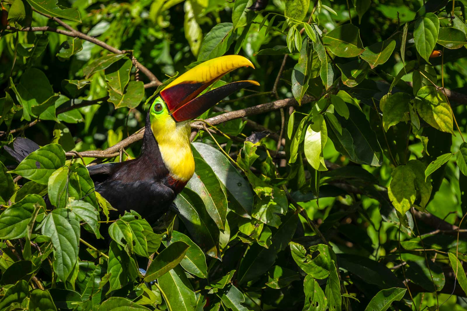 Expedition Cruises Panama and Costa Rica