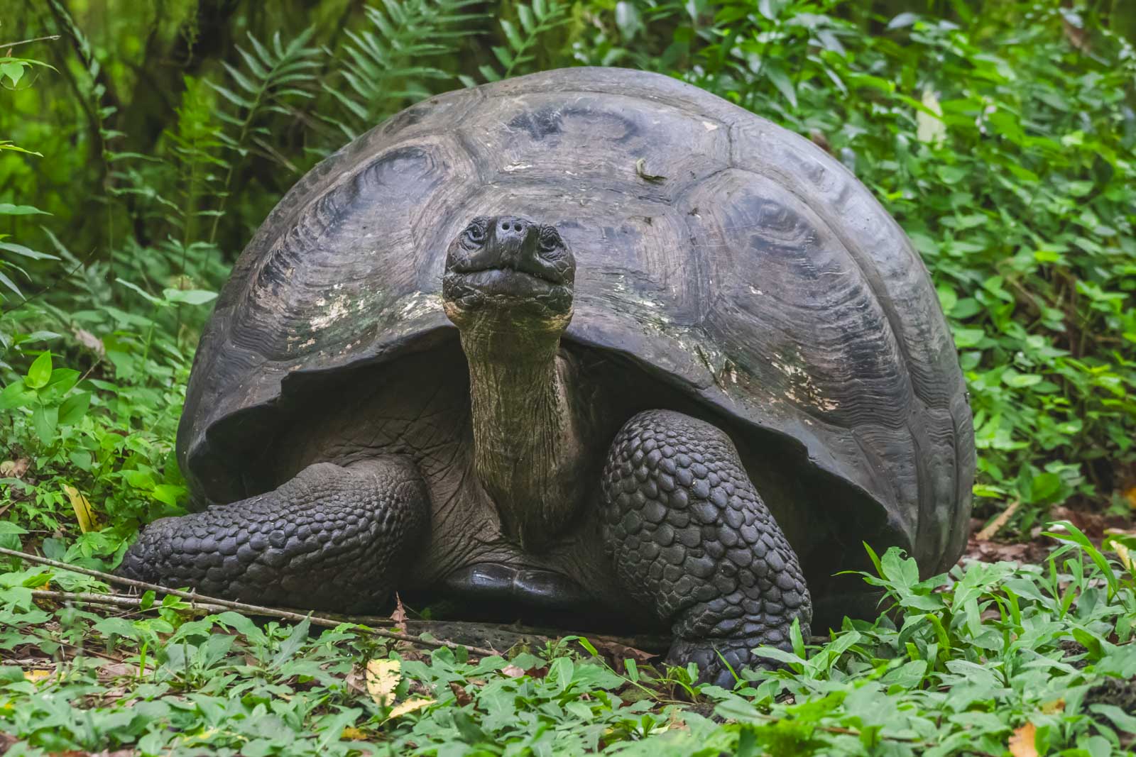 Activities on a Galapagos Islands Expedition Cruise