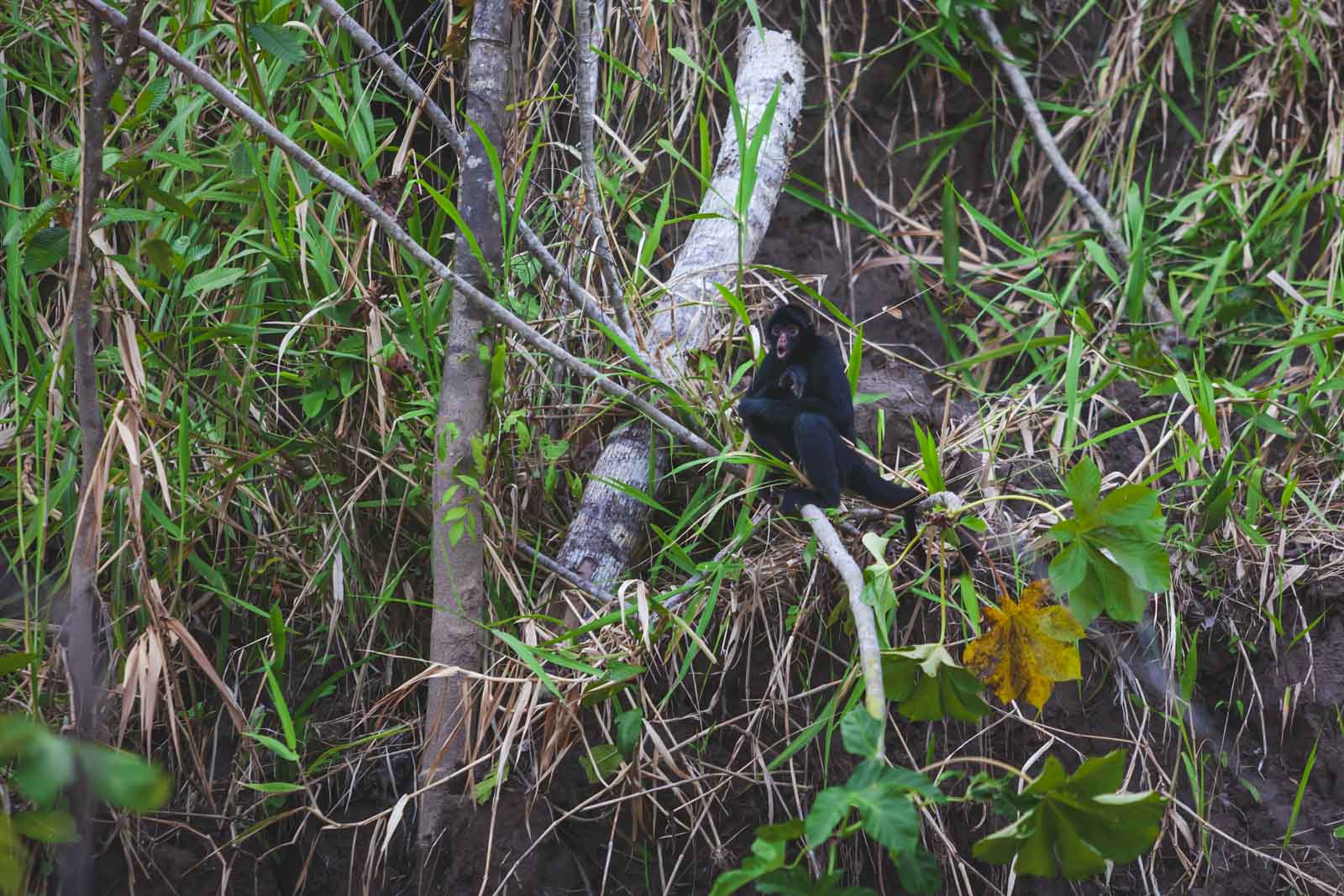 Activities on an Amazon Expedition Cruise