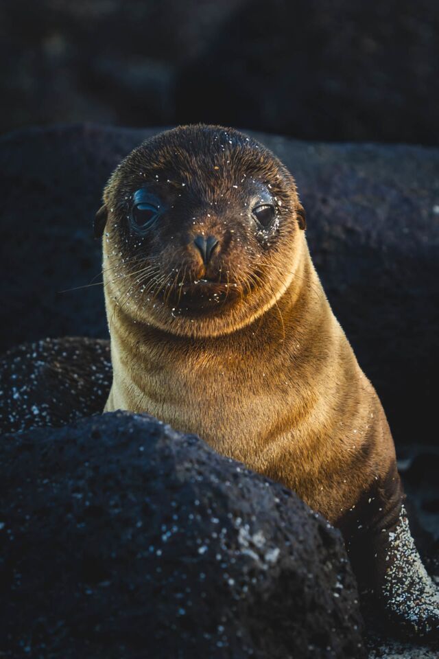 Galapagos Cruise Mosquera Island Baby Sea Lion