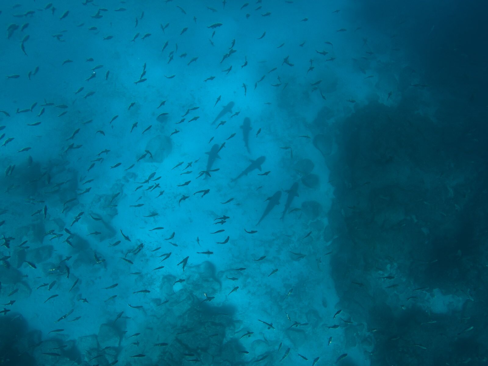 Galapagos Islands Snorkeling With Sharks