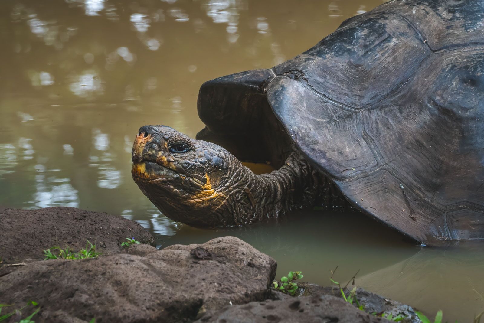 Galapagos Cruise Giant Tortoise