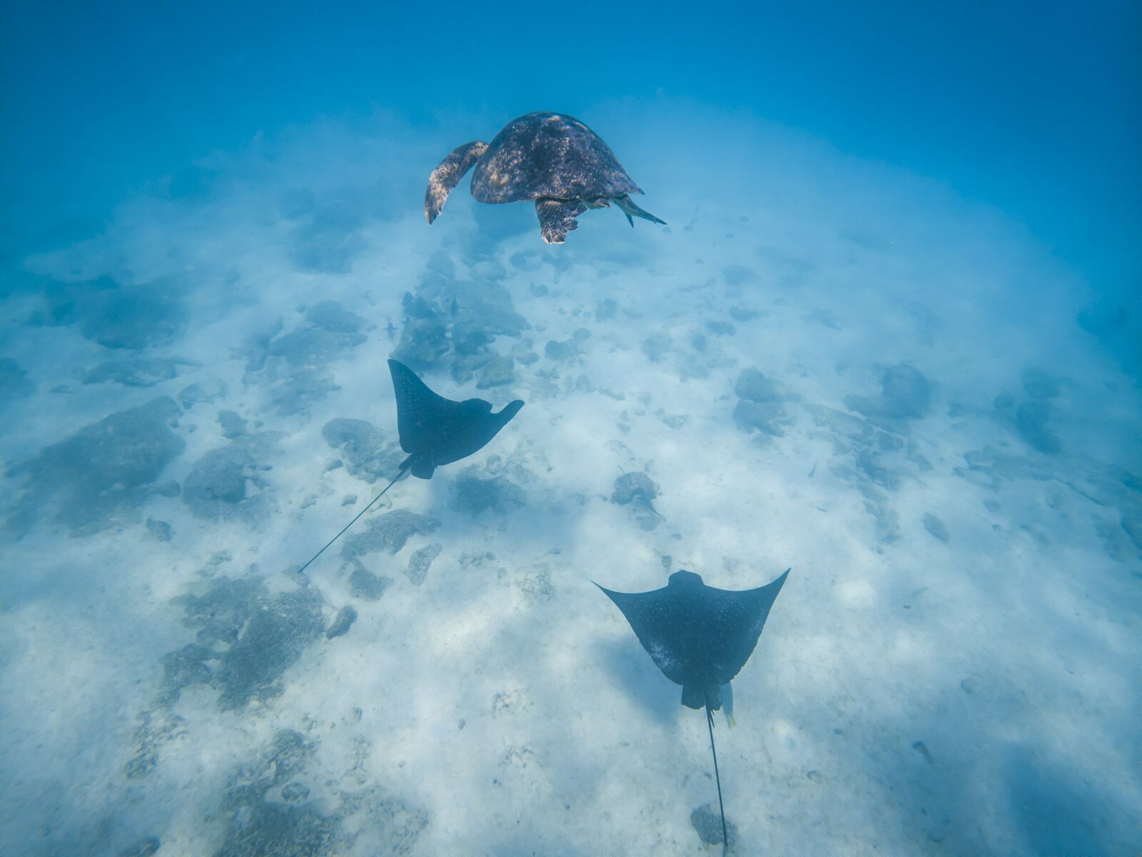 Galapagos Cruise Snorkeling Sea Turtles