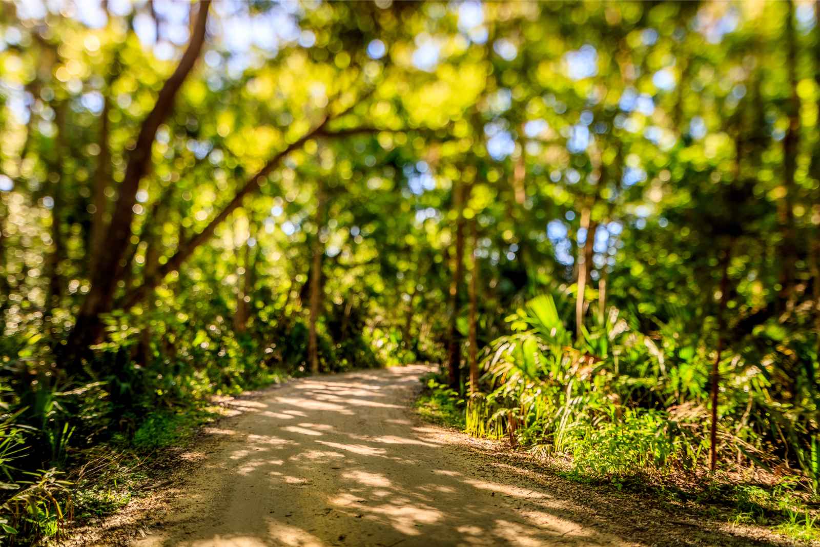 Things to do in Jacksonville Tree Hill Nature Center