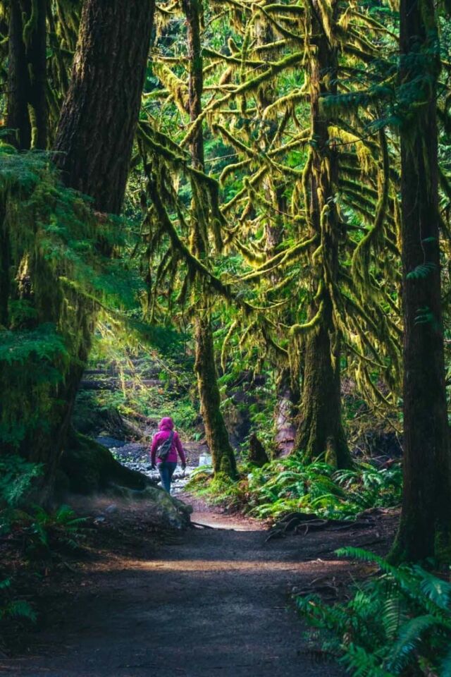 Best Places for a summer vacation Olympic National Park