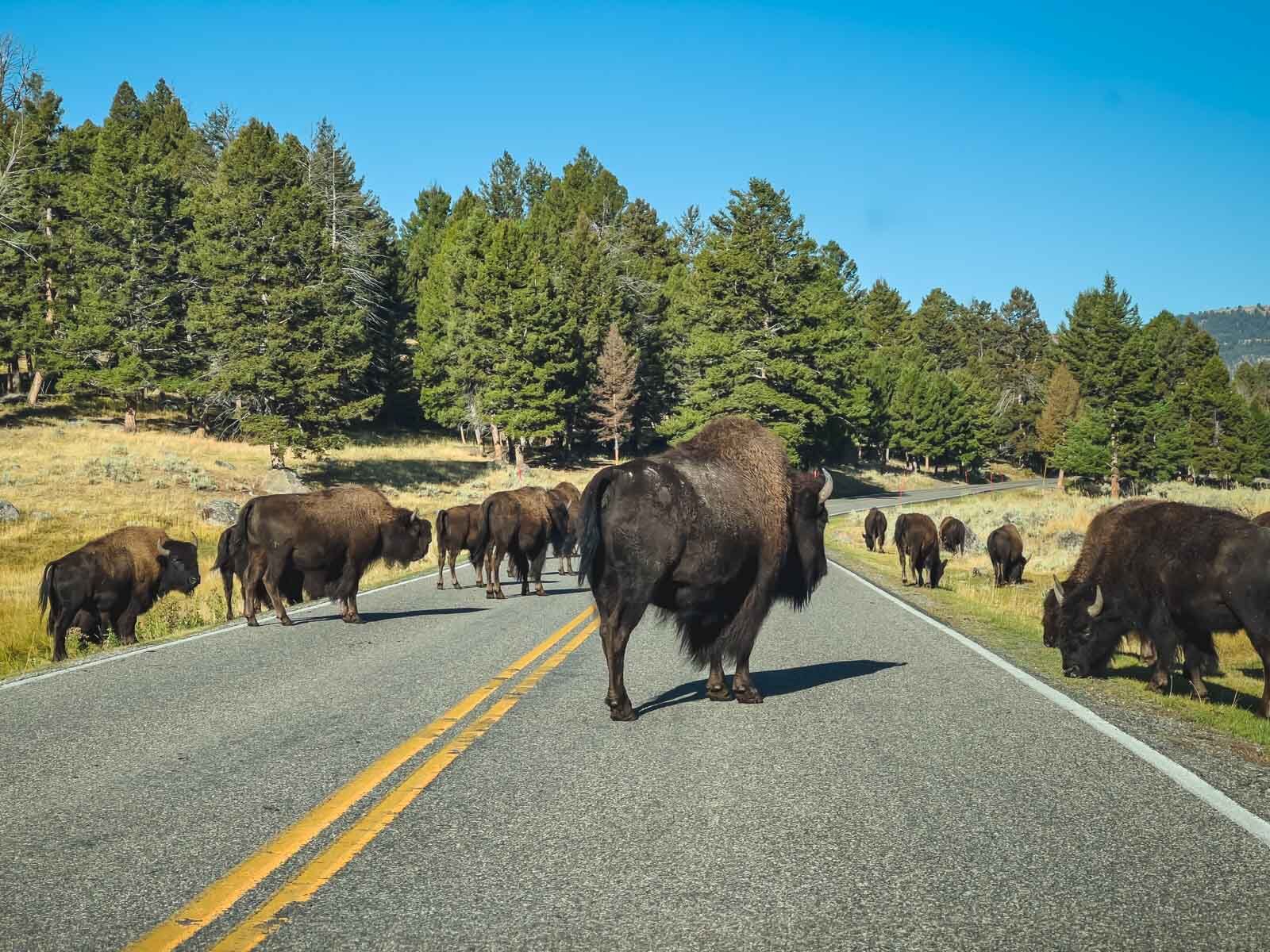 Places to visit in the Summer USa Lamar Valley Yellowstone