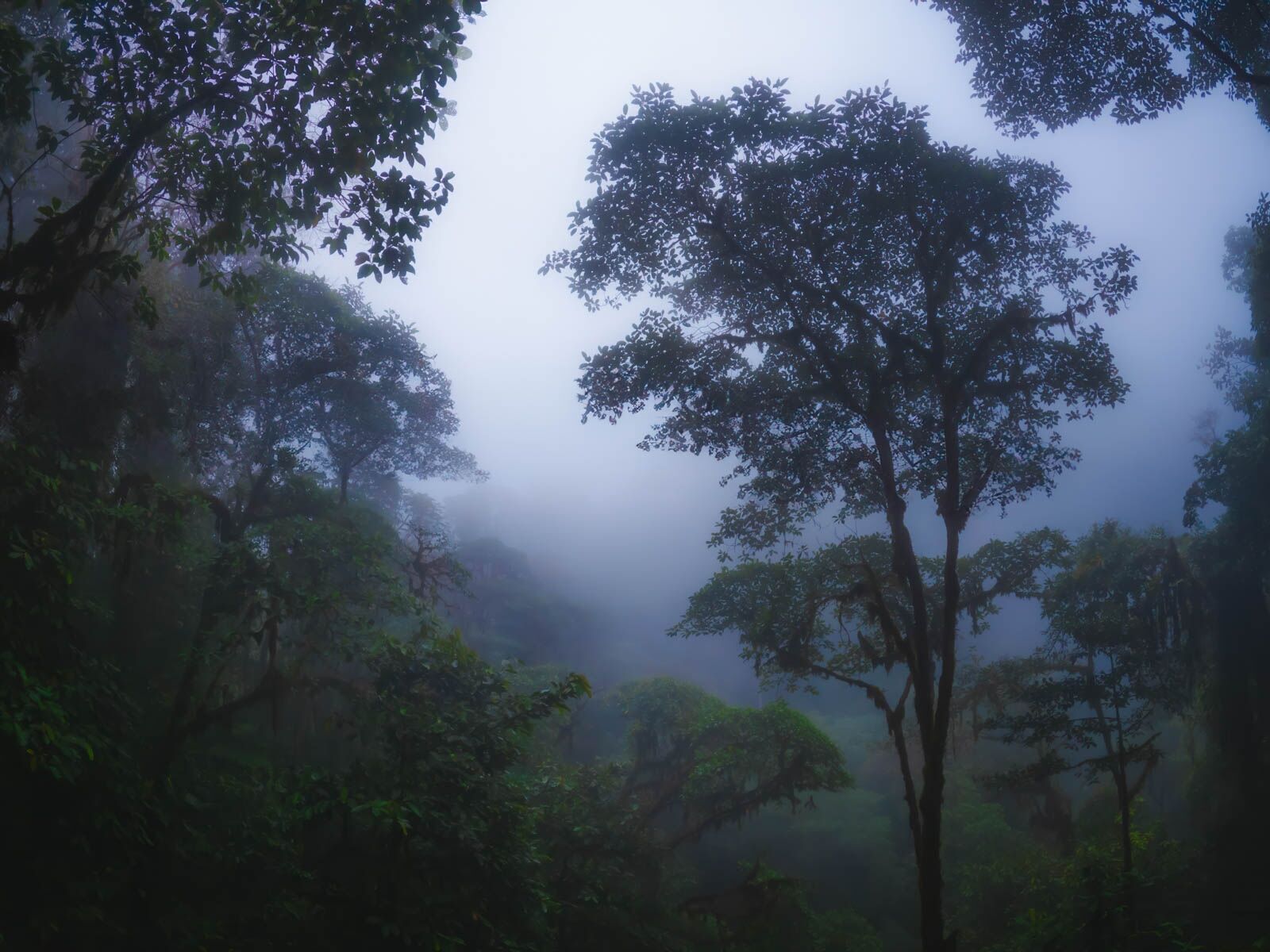 Best things to do in Quito Day Trip to the Cloud Forest