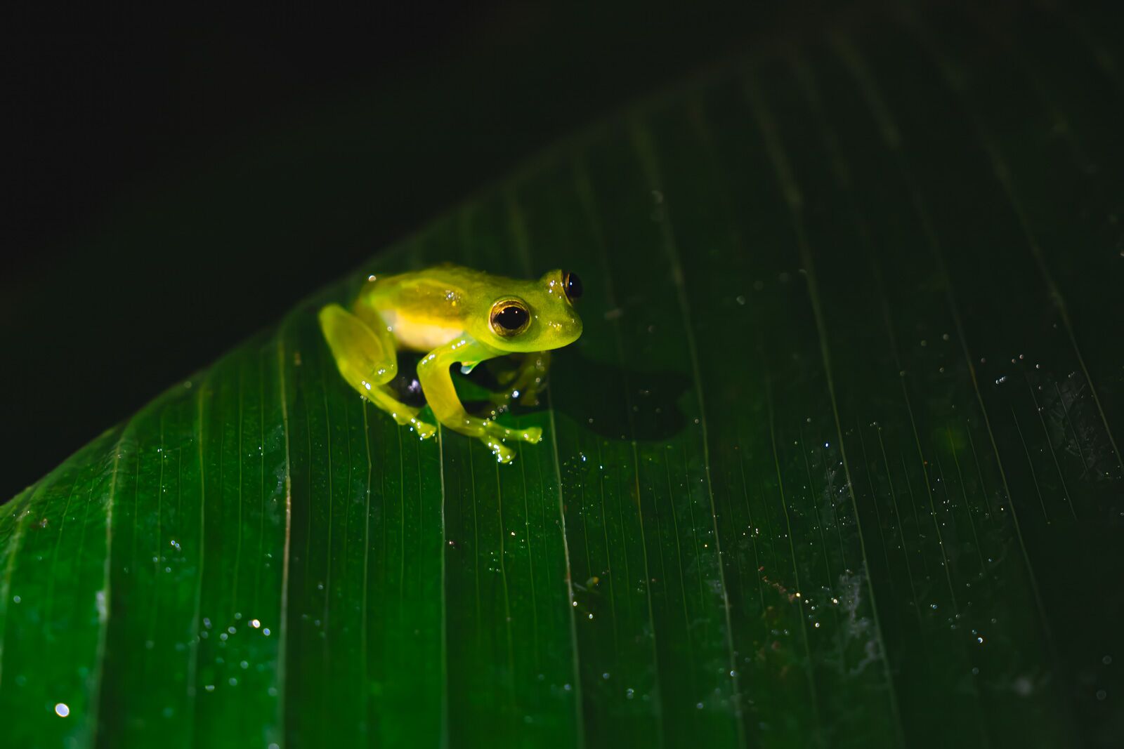 Mashpi Lodge Ecuador Night Hikes