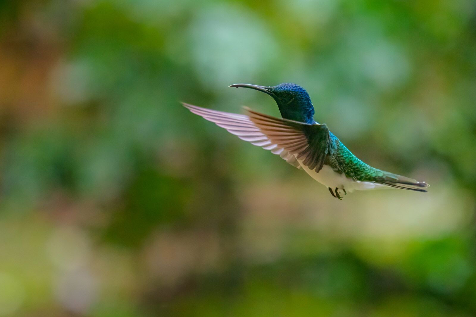 Best things to do in San Ignacio Belize Hummingbirds