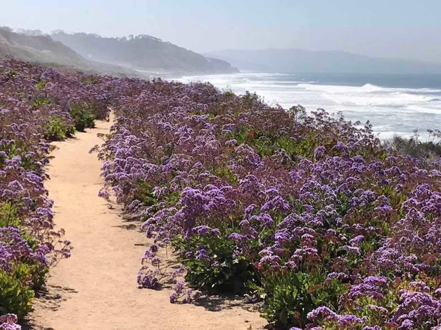 best things to do in san diego hike torrey pines