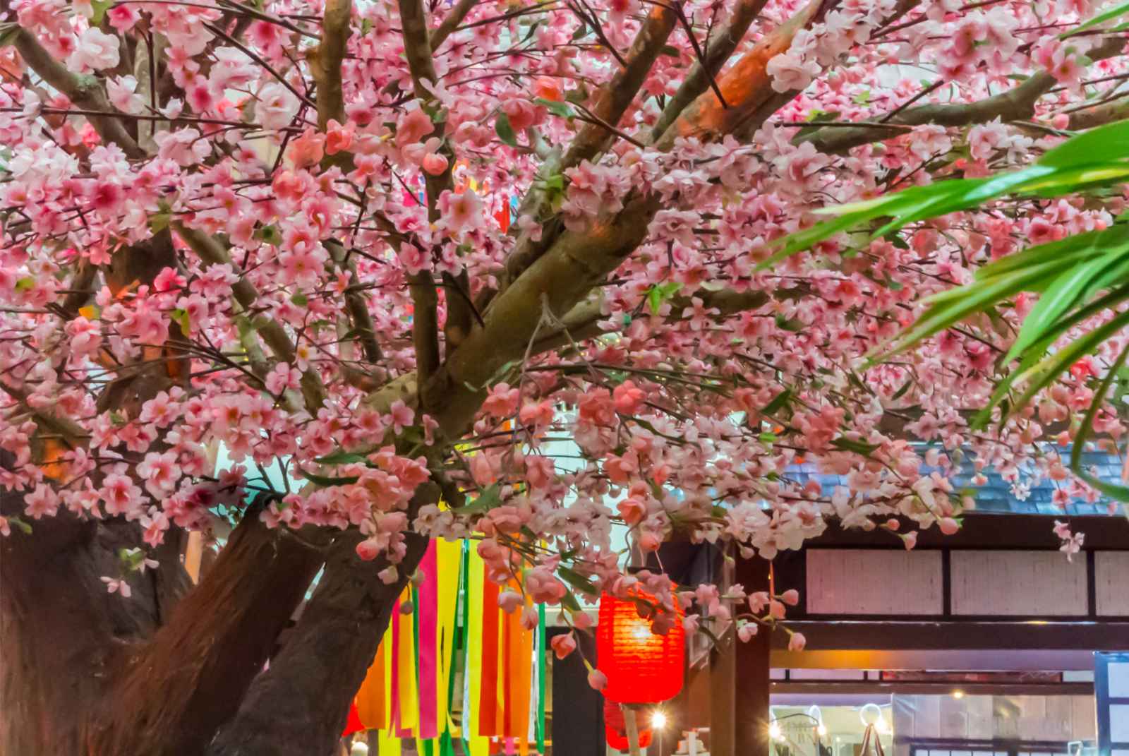 Things to do in Victoria BC Sakura Trees in Chinatown