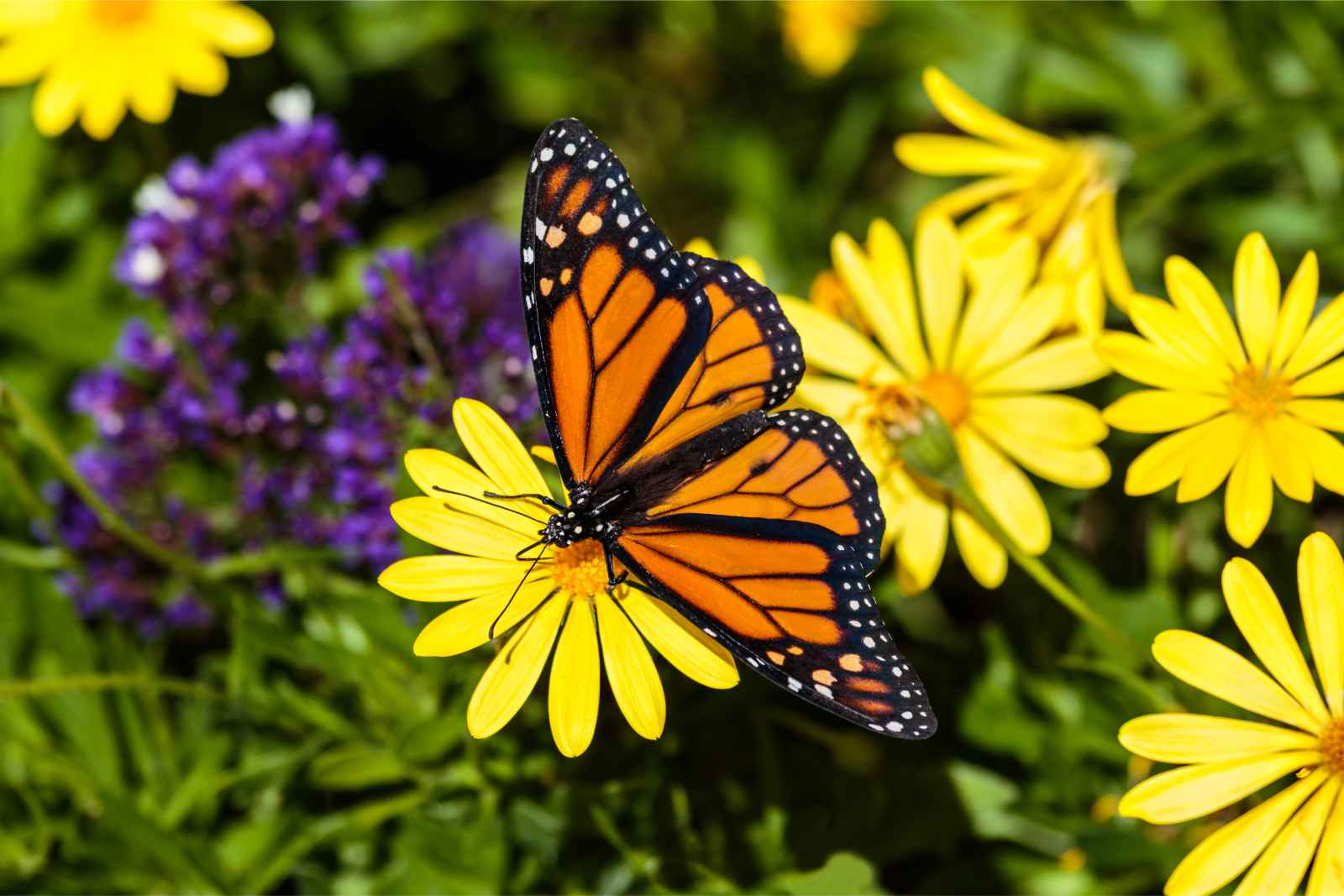 Things to do in Victoria BC Victoria Butterfly Gardens