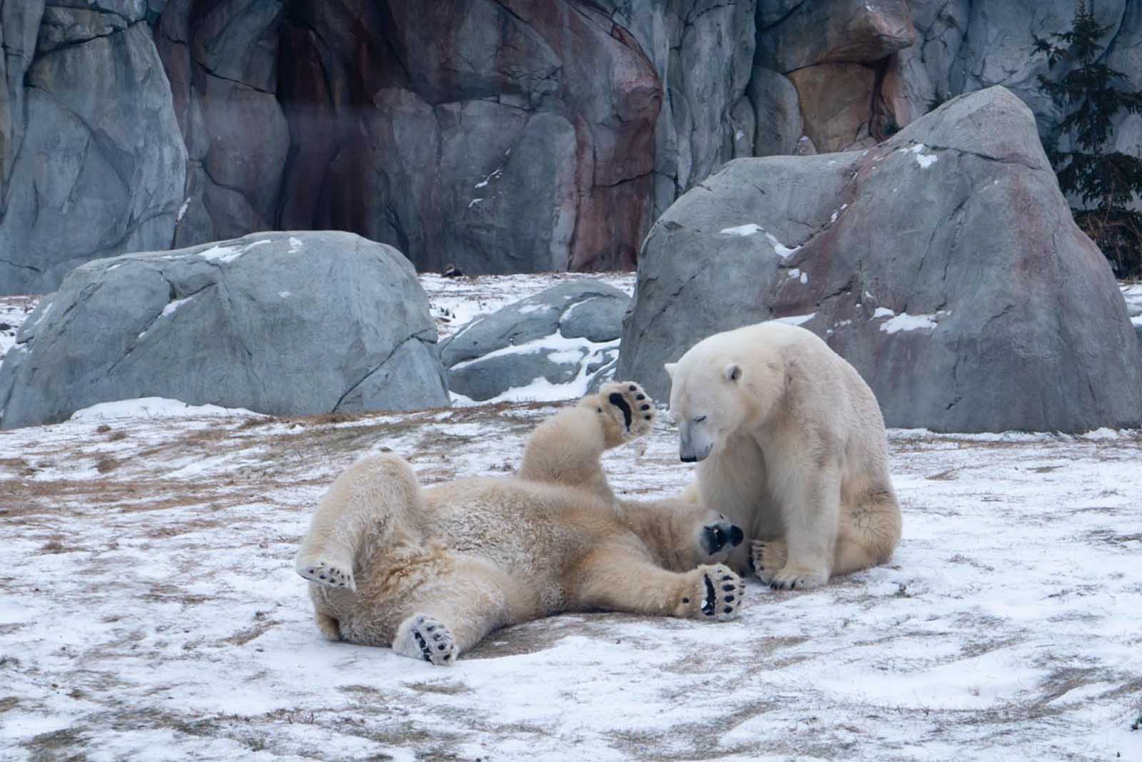 things to do in winnipeg assinaboine park and zoo